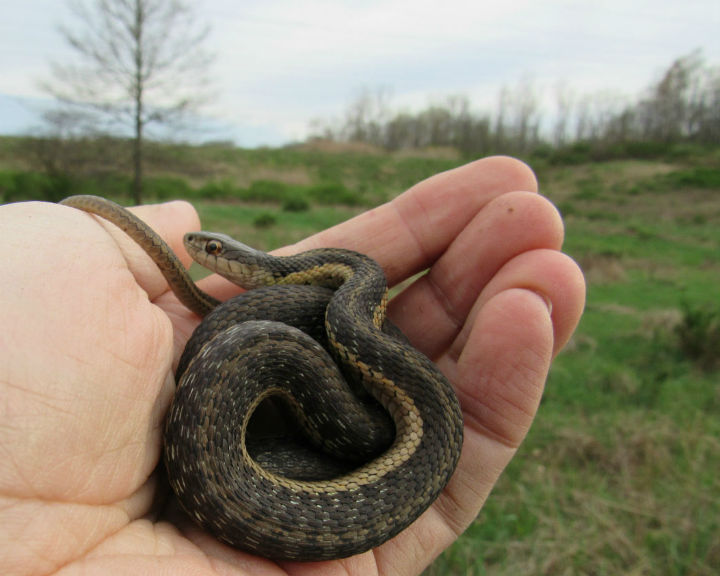 Eastern Garter Snake